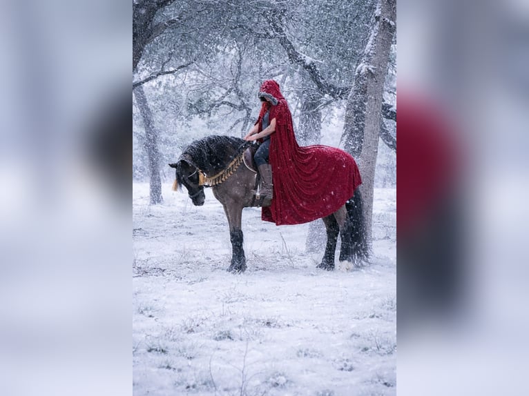 Friesian horses Mix Gelding 8 years 16,3 hh Black in Guthrie