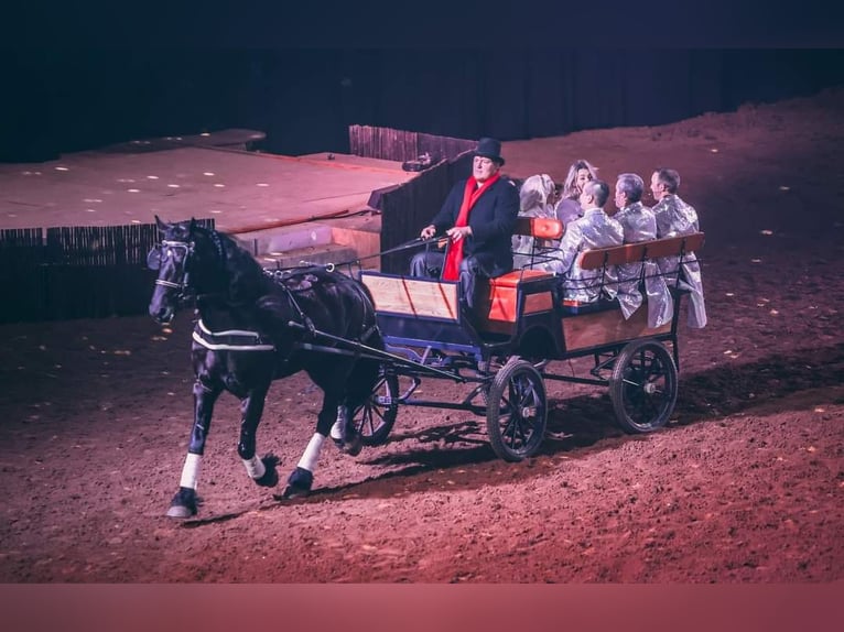 Friesian horses Gelding 8 years 16,3 hh Black in Strasburg, OH