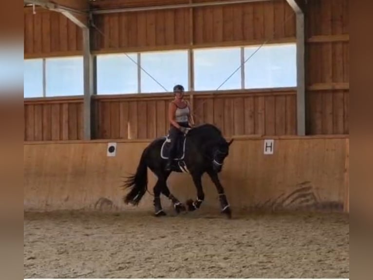 Friesian horses Gelding 8 years 17,2 hh Black in Töging