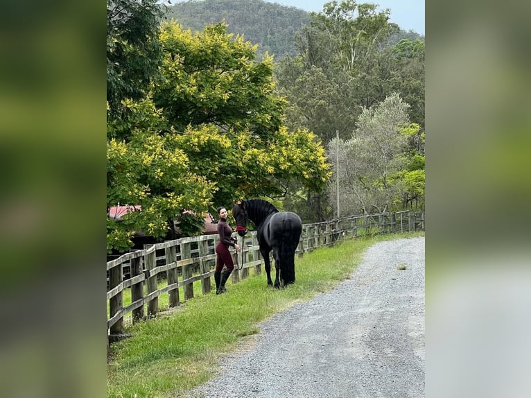 Friesian horses Gelding 8 years 17 hh Black in Croydon