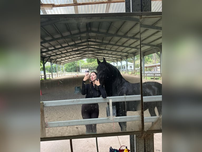 Friesian horses Gelding 8 years 17 hh Black in Croydon