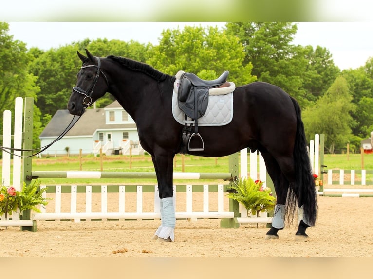 Friesian horses Mix Gelding 8 years Black in Syracuse
