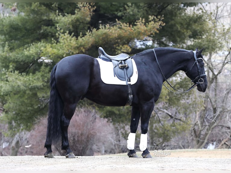 Friesian horses Gelding 8 years Black in Millersburg