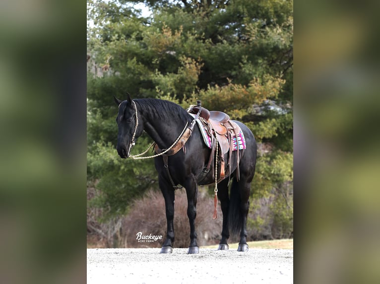 Friesian horses Gelding 8 years Black in Millersburg