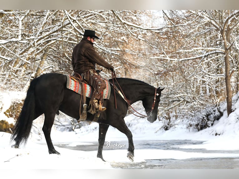 Friesian horses Gelding 8 years Black in Millersburg