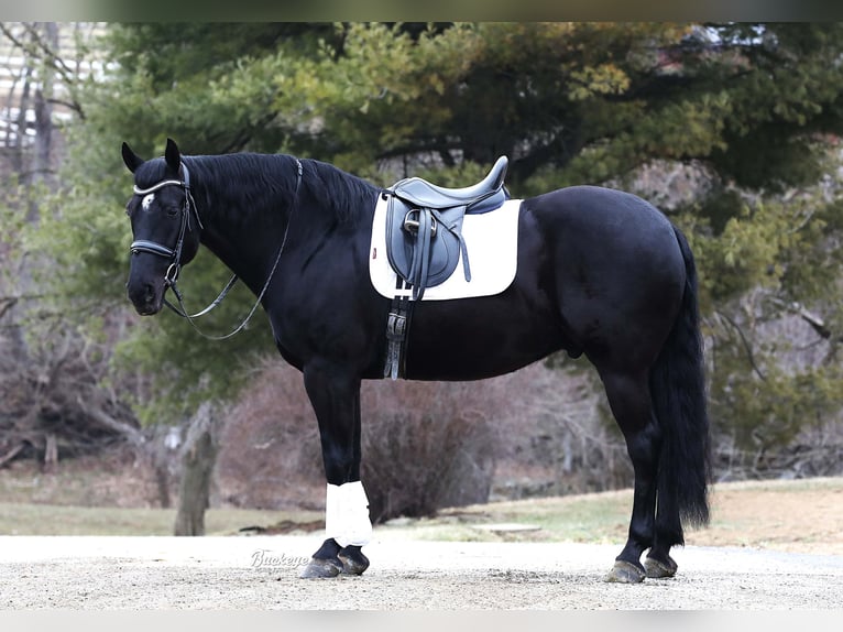 Friesian horses Gelding 8 years Black in Millersburg