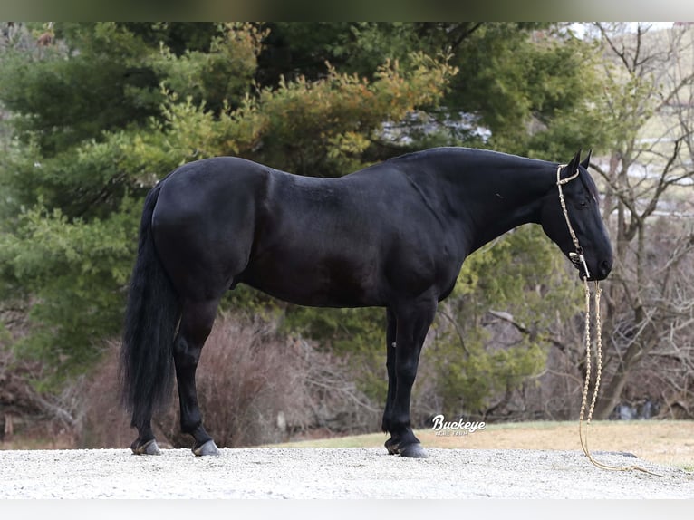 Friesian horses Gelding 8 years Black in Millersburg