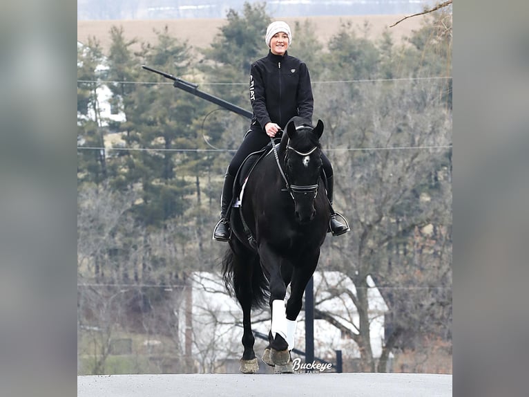 Friesian horses Gelding 8 years Black in Millersburg