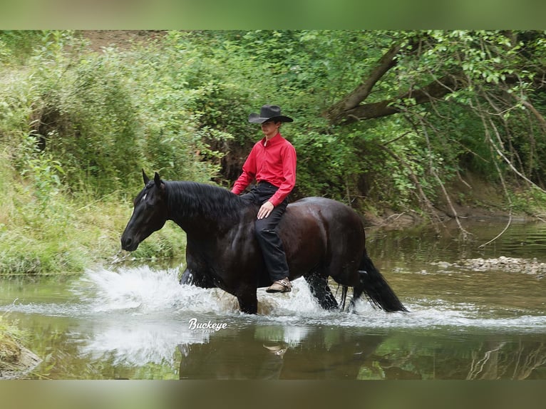 Friesian horses Gelding 8 years Black in Millersburg