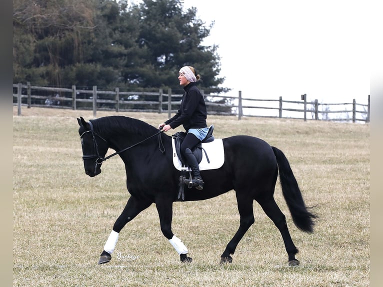 Friesian horses Gelding 8 years Black in Millersburg