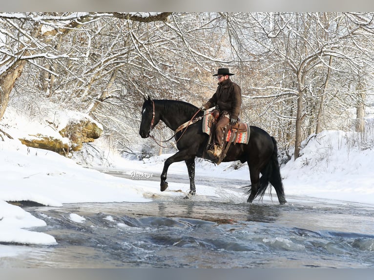 Friesian horses Gelding 8 years Black in Millersburg