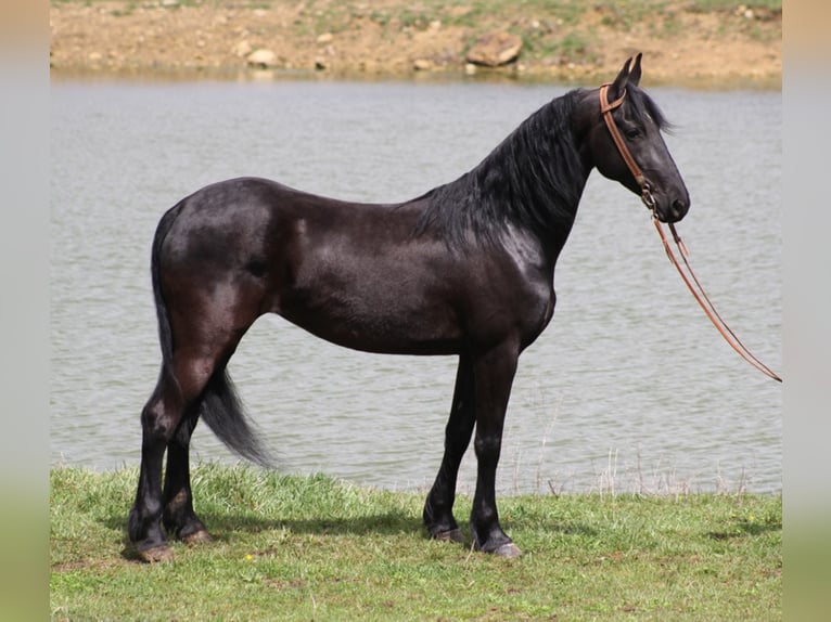 Friesian horses Gelding 8 years Black in Whitley City KY