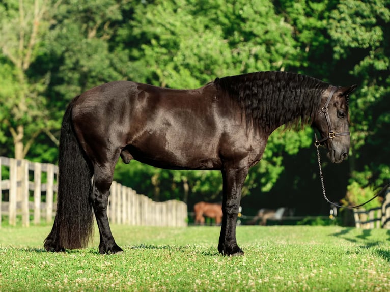 Friesian horses Mix Gelding 8 years Black in New Holland
