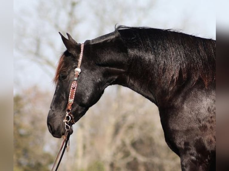 Friesian horses Gelding 8 years Black in Flemingsburg, KY