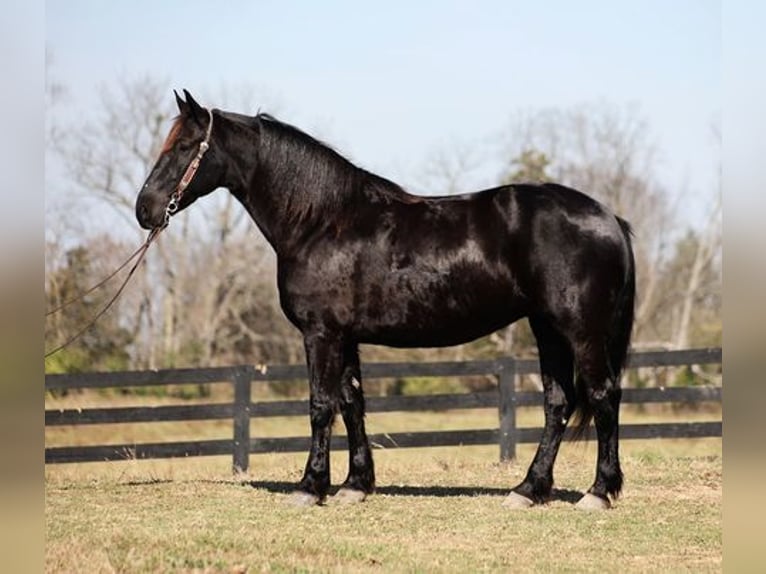 Friesian horses Gelding 8 years Black in Flemingsburg, KY