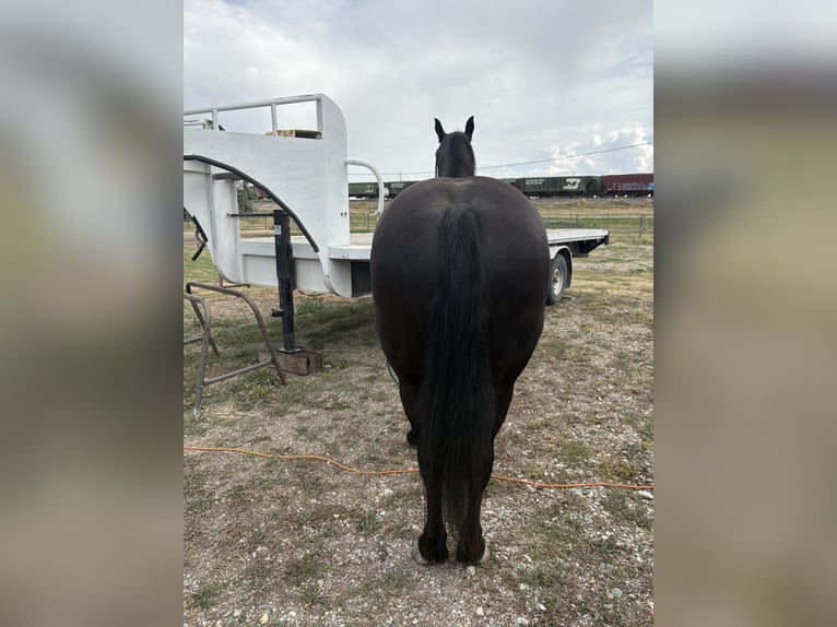 Friesian horses Mix Gelding 8 years Black in Conrad