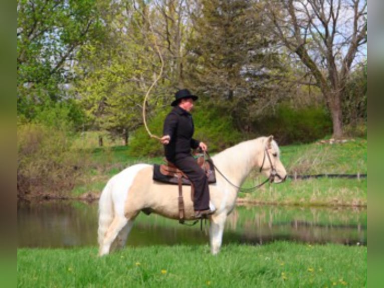 Friesian horses Gelding 9 years 14 hh Palomino in Howell