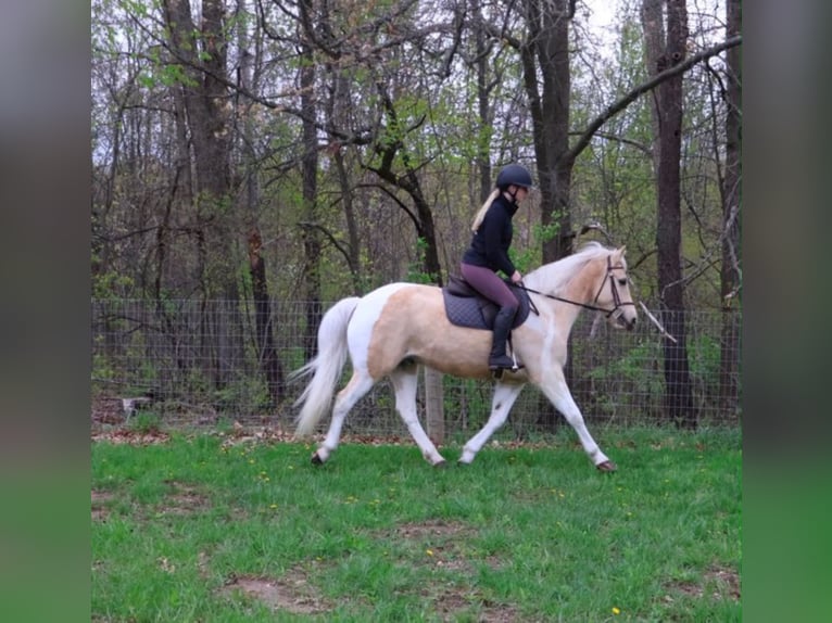 Friesian horses Gelding 9 years 14 hh Palomino in Howell