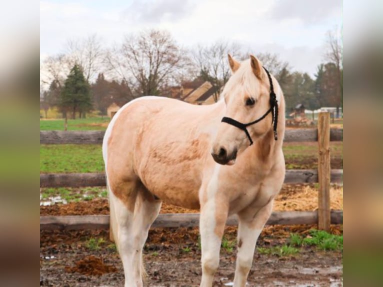 Friesian horses Gelding 9 years 14 hh Palomino in Howell
