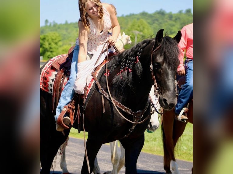 Friesian horses Mix Gelding 9 years 14,3 hh Black in Borden