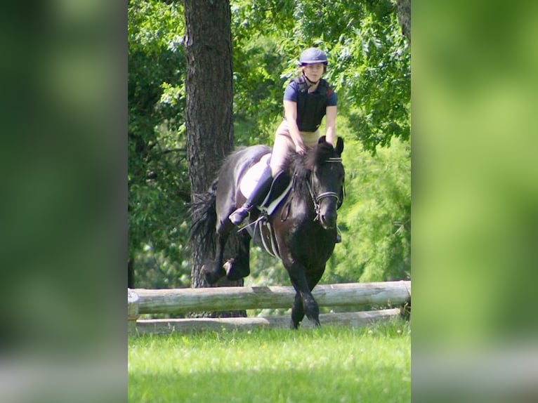 Friesian horses Mix Gelding 9 years 14,3 hh Black in Borden