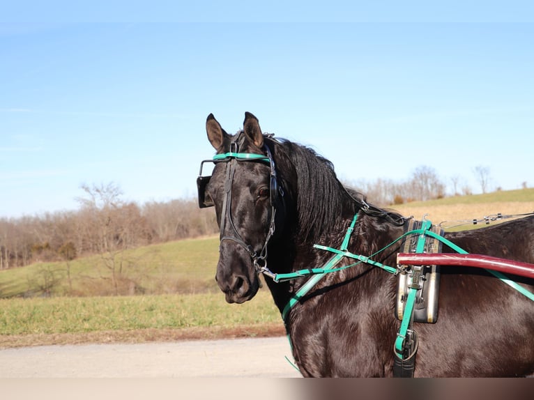 Friesian horses Gelding 9 years 15,1 hh Black in Flemingsburg KY