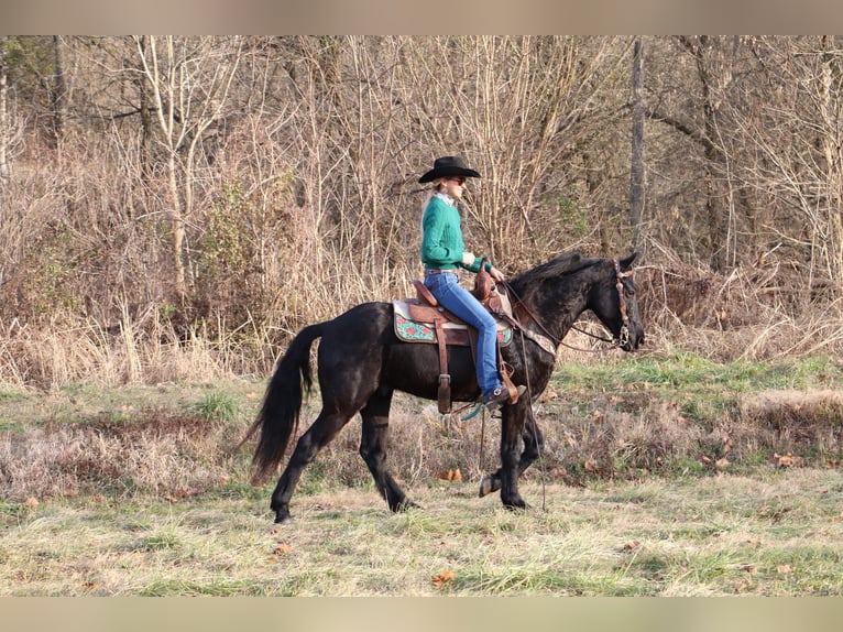 Friesian horses Gelding 9 years 15,1 hh Black in Flemingsburg KY