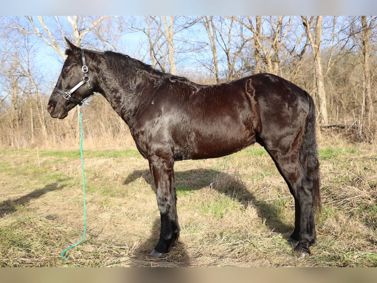 Friesian horses Gelding 9 years 15,1 hh Black in Flemingsburg KY