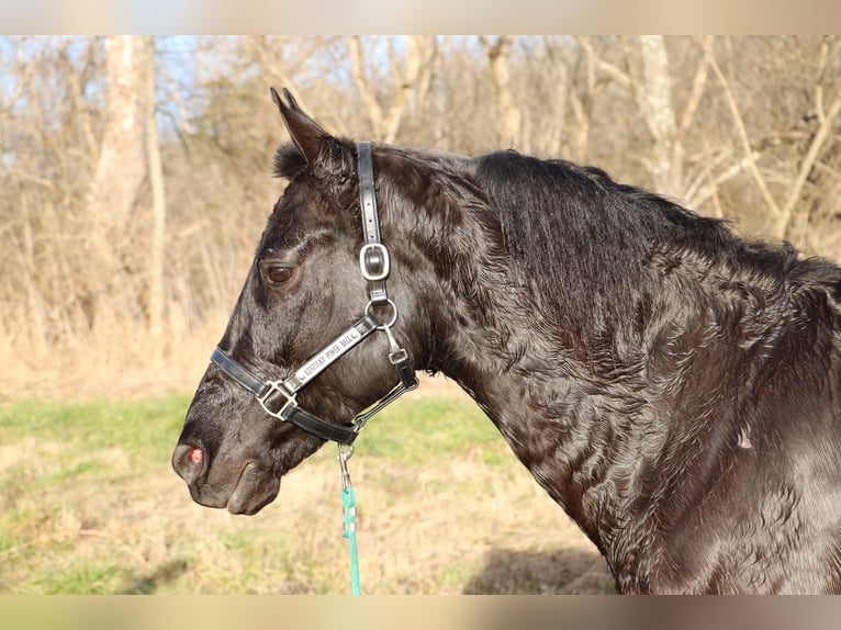 Friesian horses Gelding 9 years 15,1 hh Black in Flemingsburg KY