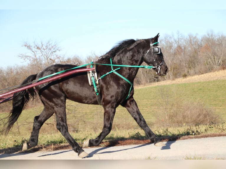 Friesian horses Gelding 9 years 15,1 hh Black in Flemingsburg KY