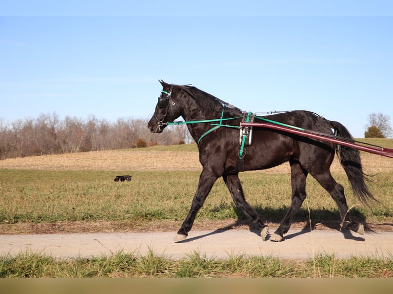 Friesian horses Gelding 9 years 15,1 hh Black in Flemingsburg KY