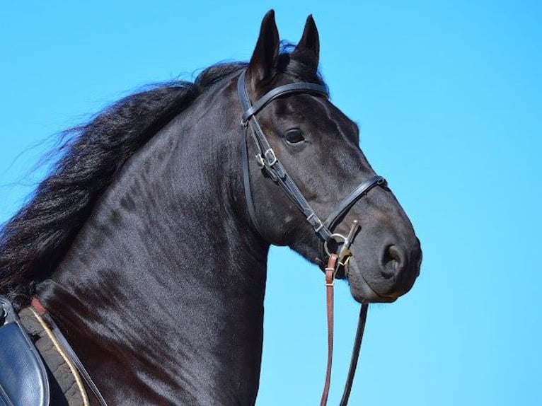 Friesian horses Gelding 9 years 15,2 hh Black in Fredericksburg OH