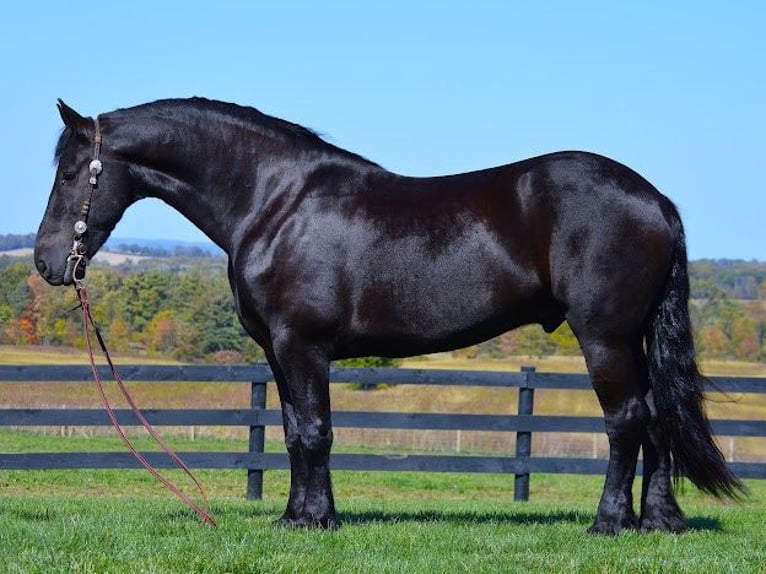 Friesian horses Gelding 9 years 15,2 hh Black in Fredericksburg OH