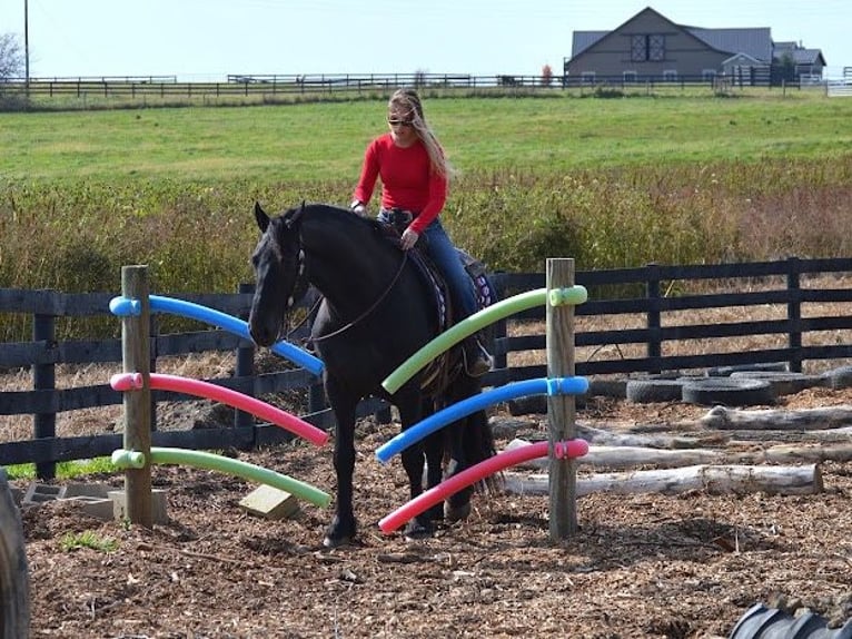 Friesian horses Gelding 9 years 15,2 hh Black in Fredericksburg OH