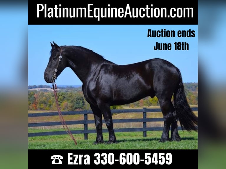 Friesian horses Gelding 9 years 15,2 hh Black in Fredericksburg OH