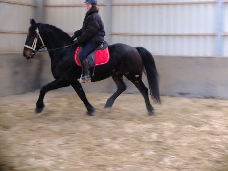 Friesian horses Mix Gelding 9 years 15,2 hh Smoky-Black in Buttstädt