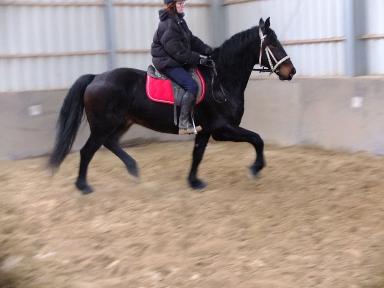 Friesian horses Mix Gelding 9 years 15,2 hh Smoky-Black in Buttstädt