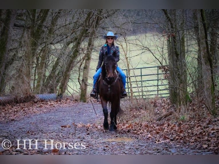 Friesian horses Gelding 9 years 15,3 hh Bay in FLEMINGSBURG KY