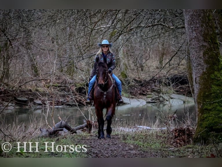 Friesian horses Gelding 9 years 15,3 hh Bay in FLEMINGSBURG KY