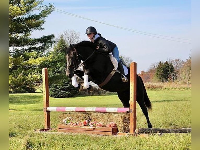 Friesian horses Gelding 9 years 15,3 hh Black in Howell