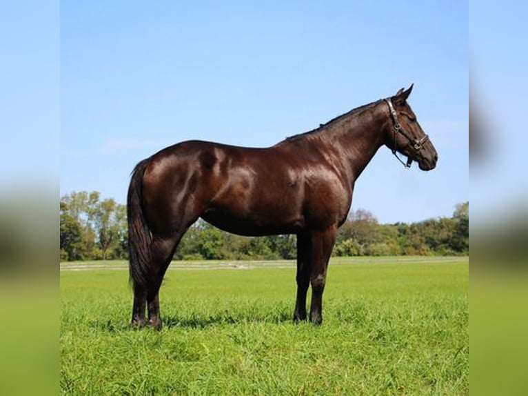 Friesian horses Gelding 9 years 15,3 hh Black in Howell