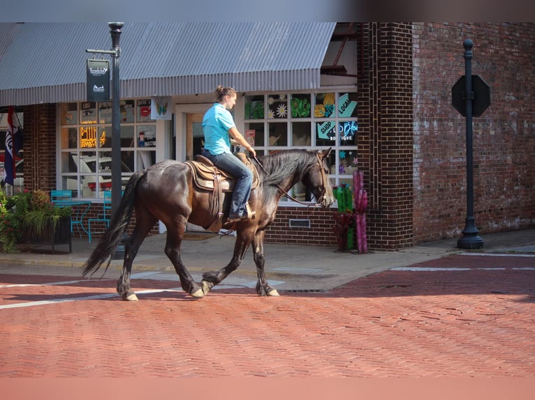 Friesian horses Gelding 9 years 15,3 hh Black in Rusk TX