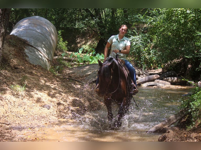 Friesian horses Gelding 9 years 15,3 hh Black in Rusk TX