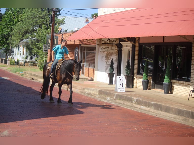 Friesian horses Gelding 9 years 15,3 hh Black in Rusk TX