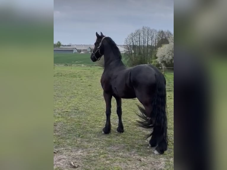 Friesian horses Gelding 9 years 16,1 hh Black in odense