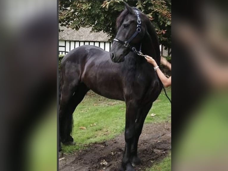 Friesian horses Gelding 9 years 16,1 hh Black in odense