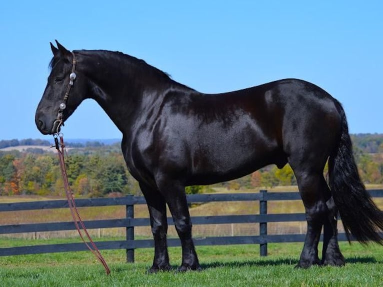 Friesian horses Gelding 9 years 16,1 hh Black in Fredericksburg, OH