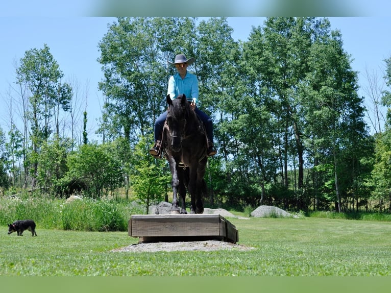 Friesian horses Gelding 9 years 16,1 hh Brown in Dallas PA