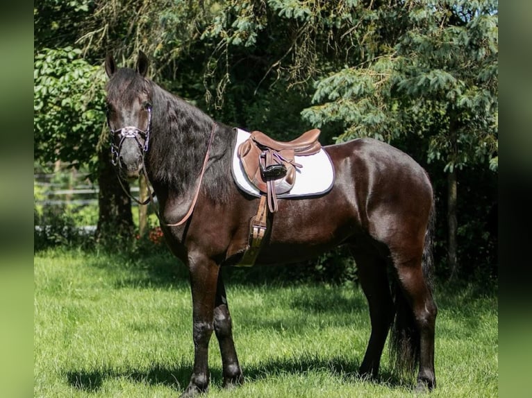 Friesian horses Gelding 9 years 16,1 hh Brown in Dallas PA