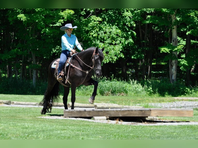 Friesian horses Gelding 9 years 16,1 hh Brown in Dallas PA